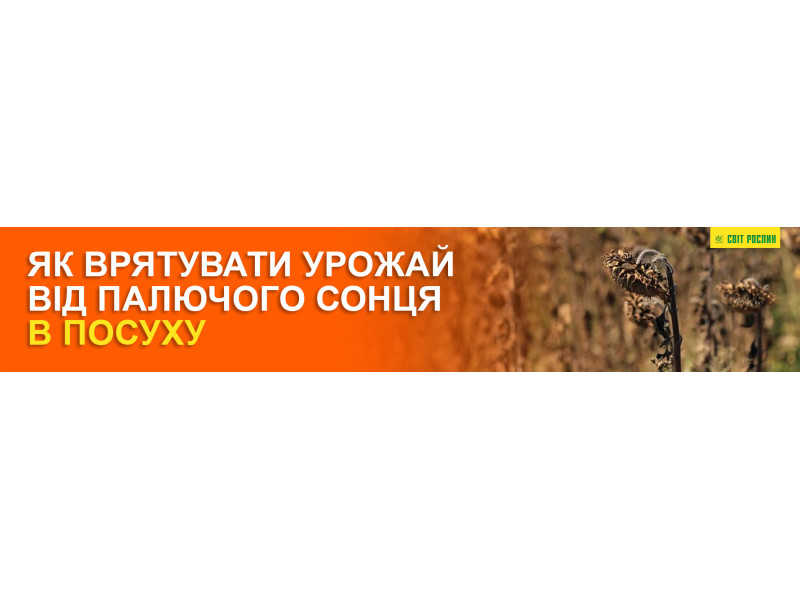 Как спасти урожай от палящего солнца в засуху 