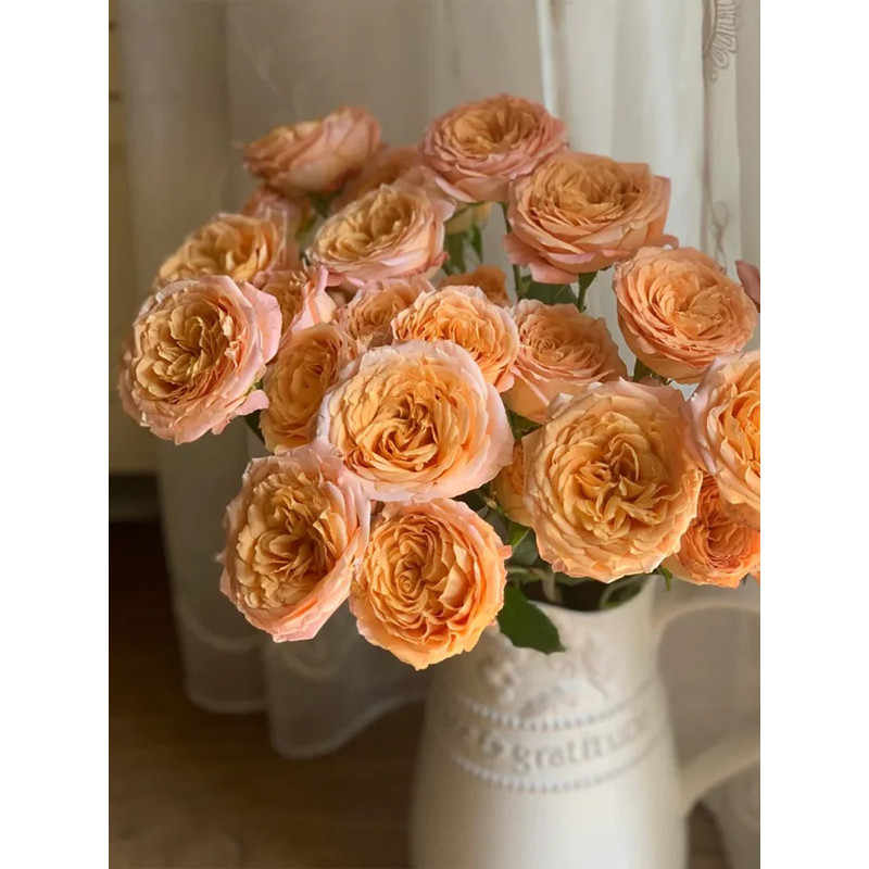 Троянда бордюрна Апрікот Лейс (Apricot Lace)