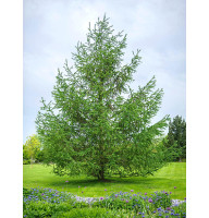 Модрина японська (larix kaempferi) P9