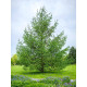 Модрина японська (larix kaempferi) P9
