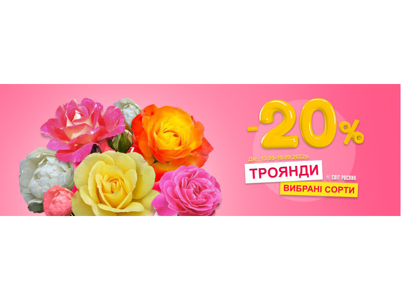 Саджанці троянд -20%