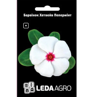 Барвінок Хетвейв Пеппермінт білий 10 шт Leda Agro
