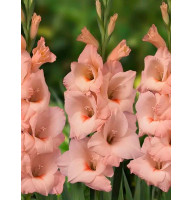 Гладиолус Apricot Beauty 10/12
