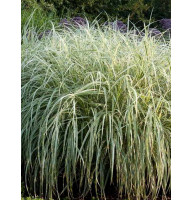 Мискантус Variegatus