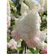 Гортензія волотиста Грандіфлора (Grandiflora) С2