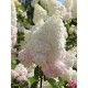 Гортензія волотиста Грандіфлора (Grandiflora) С2