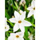 Іфейон White Star 4+