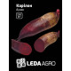 Насіння Буряк Карілон 200 шт LedaAgro