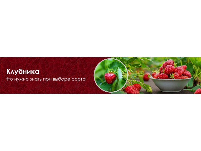 Який сорт полуниці обрати