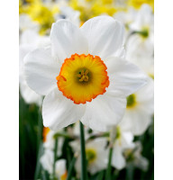 Нарцис корончастий Flower Record 12/14