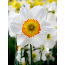 Нарцис корончастий Flower Record 12/14
