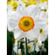 Нарцис корончастий Flower Record 12/14