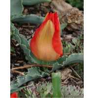 Тюльпан ботанічний Tangerine Beauty 10/11