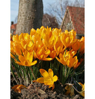 Крокус великоквітковий Golden Yellow (Голден Еллоу)