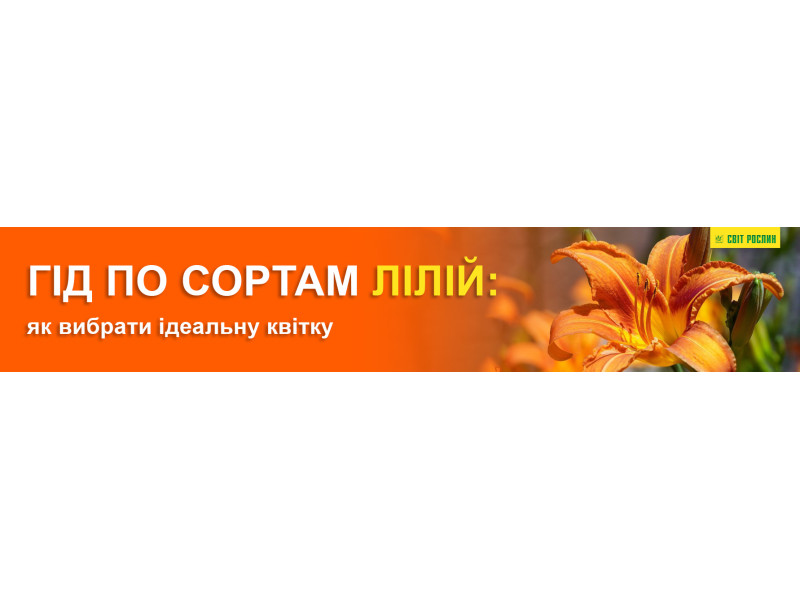 Гід по сортам лілій: як вибрати ідеальну квітку