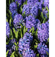 Гиацинт Delft Blue (Дельфт Блю)