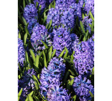 Гиацинт Delft Blue (Дельфт Блю)