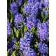 Гіацинт Delft Blue