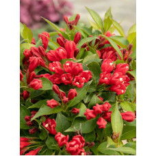 Вейгела Олл Саммер Ред (All Summer Red) С1,5