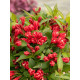 Вейгела Олл Саммер Ред (All Summer Red) С1,5
