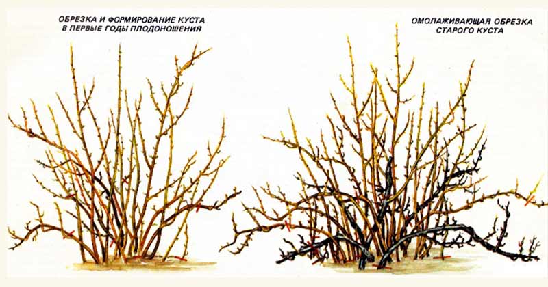 Посадка крыжовника