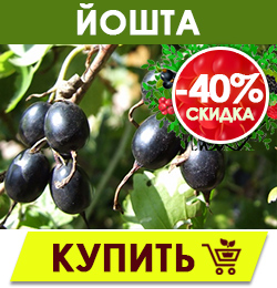 Финальная распродажа саженцев плодовых кустарников!