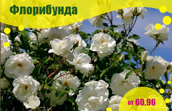 саженцы роз Флорибунда купить