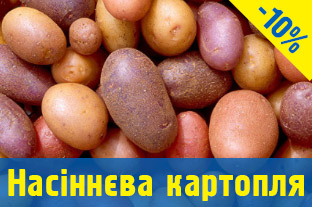Насіннєва картопля