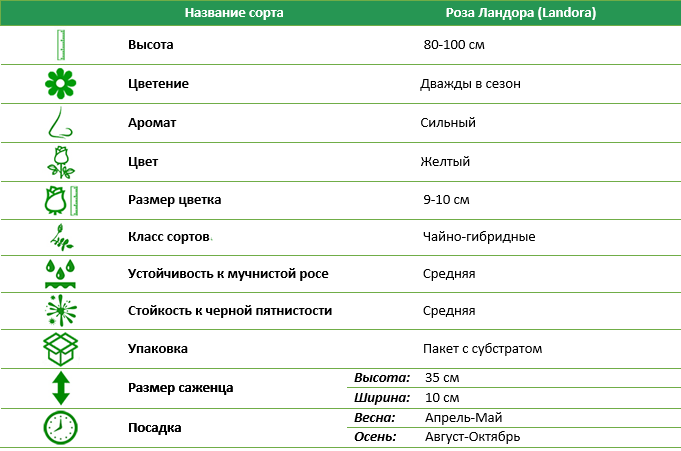 Роза чайно-гибридная Ландора (Landora)