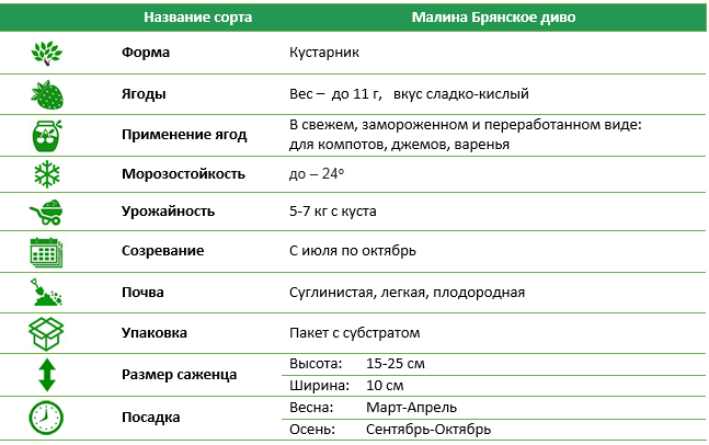 Малина Брянское диво