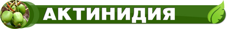 Актинідія саджанці