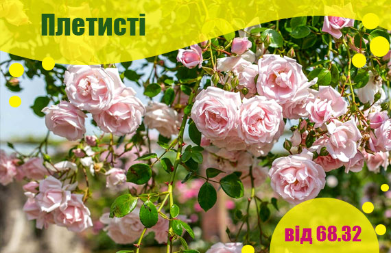 саджанці плетистих троянд купити
