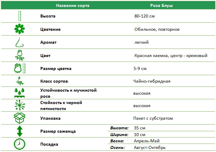 Блуш.jpg