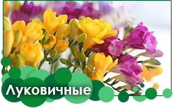 Луковичные Луковичные заказать в Украине на весну