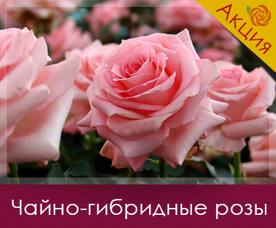 Саджанці троянд вже в наявності