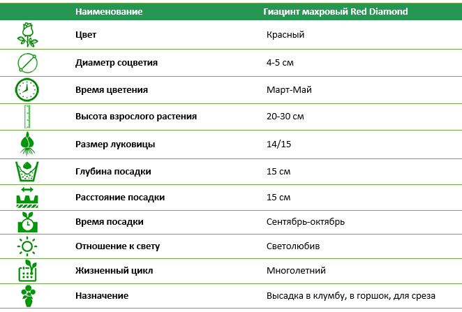 Гиацинт махровый Red Diamond (2 шт)