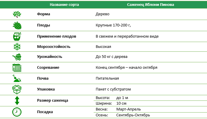 Яблоня Пинова