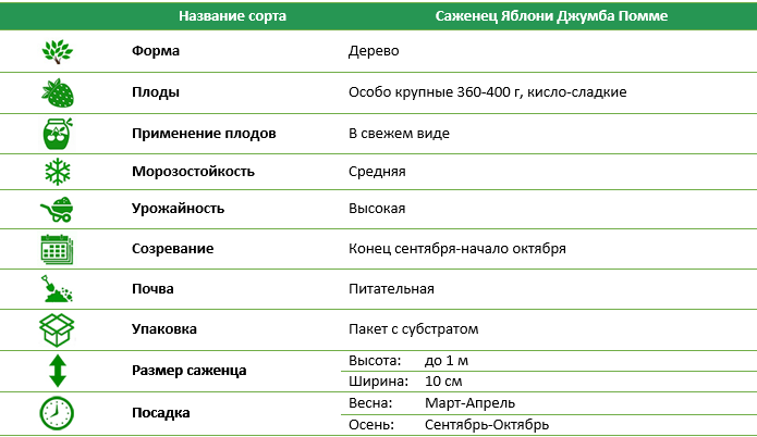 Яблоня Джумба Помме