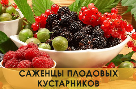 Саженцы плодово-ягодных кустов