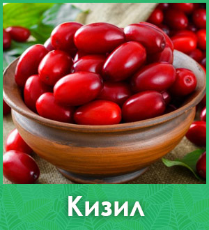 Кизил саженцы
