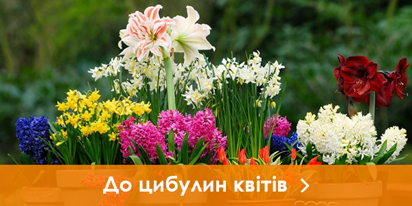 Цибулини квітів