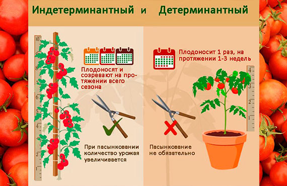 различия детерминантные и индетерминантные томаты
