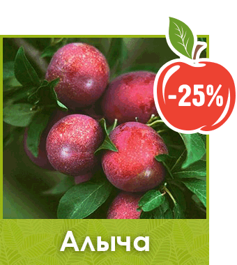 Саженцы алычи скидка