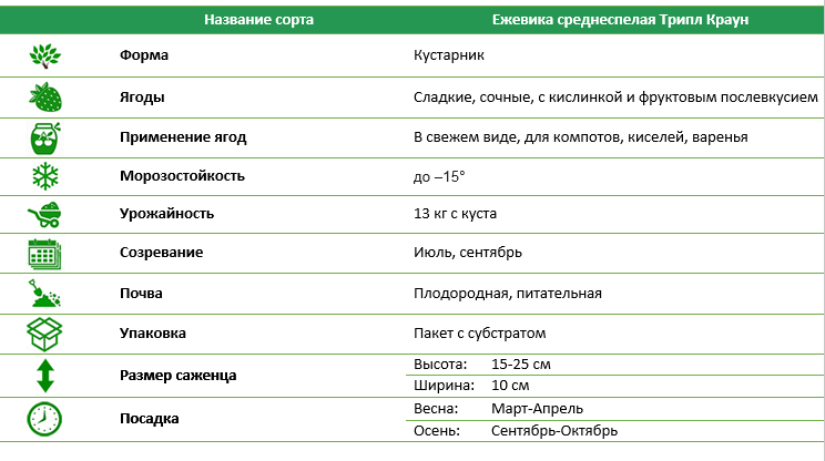 Ежевика Трипл Краун