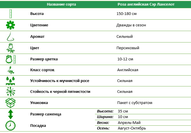 Роза английская Сэр Ланселот (Sir Lankelot)