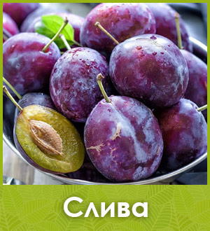 Саженец сливы