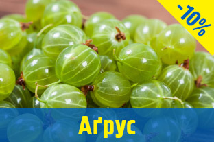 Агрус саджанці