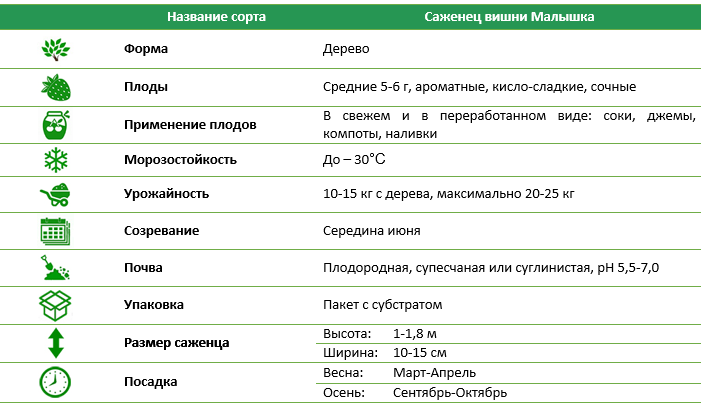 Вишня Малятко