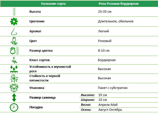 Роза бордюрная Розовая (Pink)