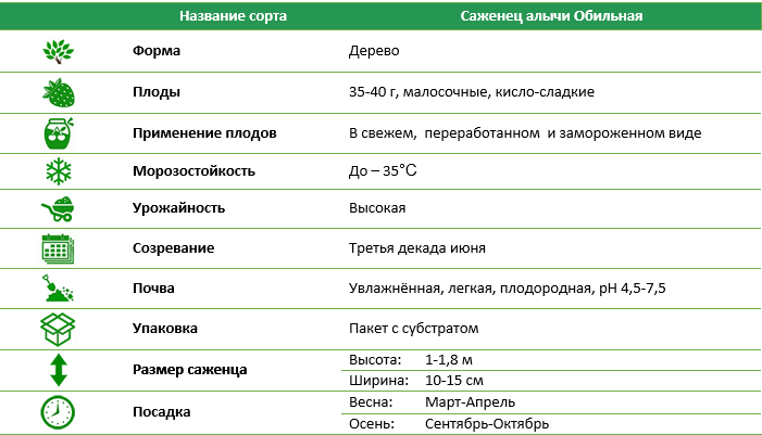 Саженец алычи Обильная